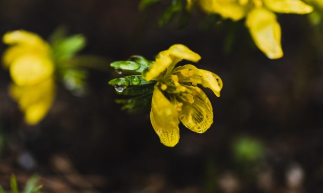 dew-yellow-flowers